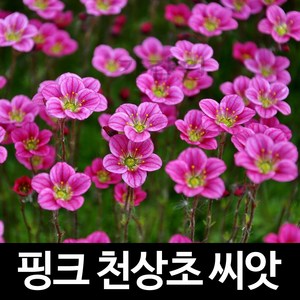 핑크 천상초 씨앗 운간초 종자 천상화 꽃씨 씨 100알, 1개