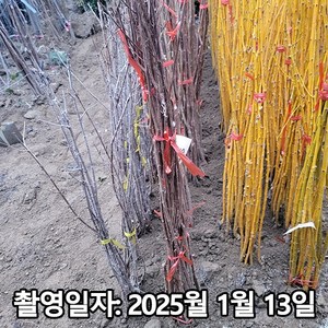 착한가격 나무생각 / 백일홍(다이나마이트) / 삽목2년(특) / 1등묘, 1개, 다이나마이트