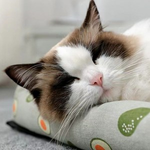 언네이밍 강아지 고양이 쿨 매트, 그린아보카도