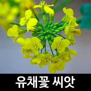 유채씨앗 유채꽃 씨앗 꽃씨 종자 야생화 1000알, 1개