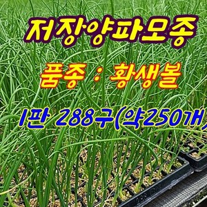 양파모종-황생볼 중만생종 저장양파모종 월동용, 250개