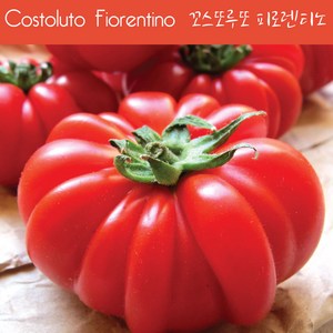 꼬스또루또 피로렌티노 Costoluto Fioentino 달콤한 희귀토마토 교육용 체험용세트, 1개