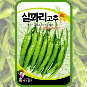 꽈리고추씨앗 실꽈리고추 종자 100립 세계종묘 꽈리풋고추, 1개