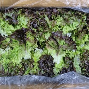 클릭마켓 국내산 꽃상추 쌈채소, 1kg, 1개