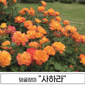 넝쿨장미 나무 3년생 1-2지 독일장미 사계장미 사계넝쿨, 1개