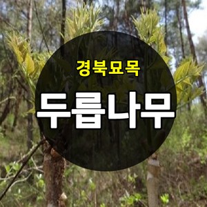 [경북농원] 가시있는 참두릅 / 가시없는 민두릅나무묘목 특묘, 가시없는 민두릅나무묘목  2년생