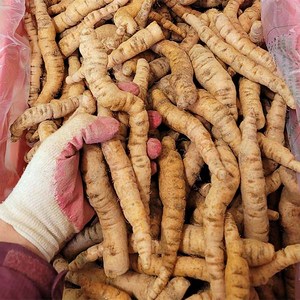 국산 생지황 (상품) 600g / 재배한 농장에서 구입하세요 / 재배 수확 선별 판매까지, 1개