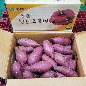 고구마영암명품 황종복 연지 꿀고구마 5/10kg 품질엄선, 황종족연지 꿀고구마5kg(특상품), 1개