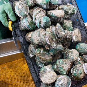 완도전복 활전복 특 선물세트 1kg 산소포장 산지직송 노화도 전복 다온프레시, 꼬마 50~60미  1kg