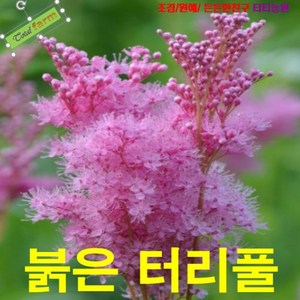 팝플라워 씨앗 붉은터리풀 8립, 상세페이지 참조