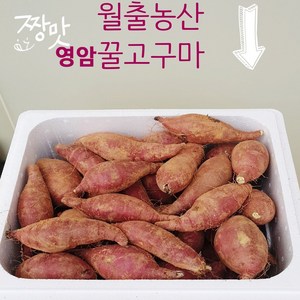 영암꿀고구마 10kg 농장직거래 아이스박스 발송 꿀고구마 10kg 월출농산 영암 꿀고구마 10kg 고구마 10kg, 1.꿀고구마왕왕(왕)특대