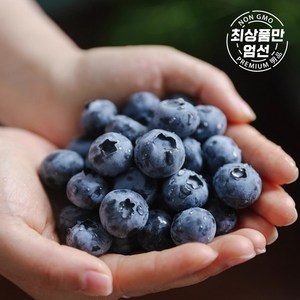 [고당도 천상의 맛] 꿀맛 생 블루베리 칠레산 항공직송 슈퍼푸드, 1세트, 500g (125g x 4팩)