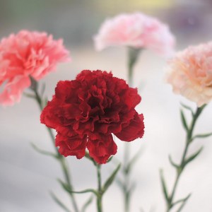68cm 카네이션조화 한송이 꽃가지, 피치, 1개
