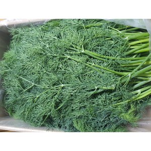 [새벽배송(팀프레시)지역 확인] 야채왕 허브 생잎 딜 Dill 500g 향신료, 1개