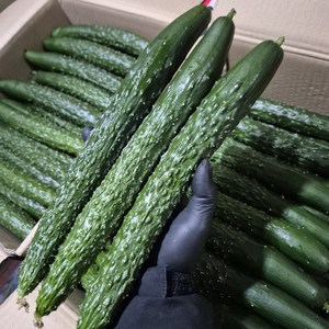[국내산] 아삭한 가시오이 특 상 / 2kg 3kg 5kg, 1개, 5kg (특)