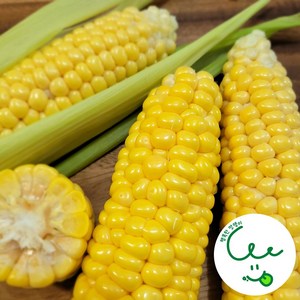[행복한맛쟁이] 국내산 고당도 햇 초당옥수수, 5개, 중품