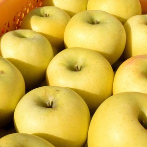 [미식한가] 황금사과 시나노골드 주스용 랜덤과 10kg, 1개