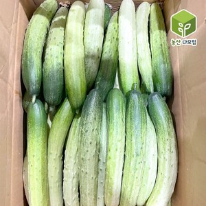 오이 백오이 백다다기오이 상 10kg, 10kg(상), 1개