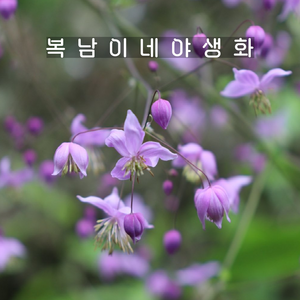 토종 금꿩의다리 [3포트 복남이네야생화 모종 토종식물 탈릭트럼 thalictum], 3개