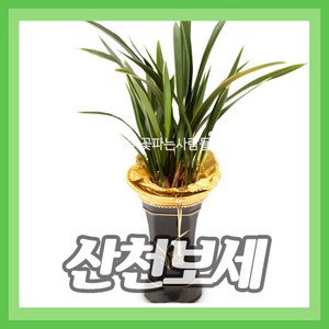 (주)꽃파는사람들 <산천보세> 동양란 동양난 난배달 개업 승진 영전 이전 취임 퇴임, 1개” loading=”lazy” style=”width: object-fit; max-width: 100%; max-height: 300px; display: block; margin: 0 auto;”>
        </div>
<div style=