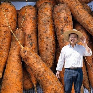 민준농산 제주 구좌 흙 당근 농장직송, 1박스, 10kg(흙 로얄중과)