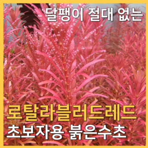 [수초농부] 로탈라 블러드 레드 붉은 색감 초보수초, 10개