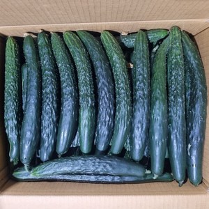 클릭마켓 국내산 가시오이 10kg 못난이 청오이, 1개