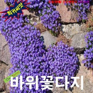 (희귀씨앗) 바위꽃다지(Aubrieta) 블루 20립, 1세트