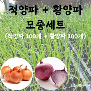 모두다팜 양파모종 세트 ( 양파 90개 + 적양파 90개 ) 킹콩 카타마루 양파 저장용 양파 모종 황양파 모종 저장양파 모종 양파 씨앗 양파묘종 적양파모종 200구 한판, 양파모종세트 ( 황양파 100개 + 적양파 100개 ), 1세트