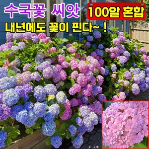 [사계절 개화] 50알/100알/300알 수국 모종 꽃씨앗 수국 생화 씨앗 정원 꾸미기 개화기간이 길다, 2개