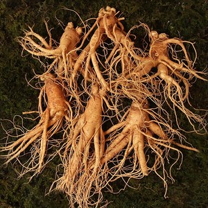 수삼 난발삼 대편 (8~11뿌리내외 500g), 바구니/보자기