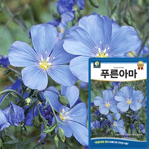 다농 푸른아마 씨앗 100립 푸른색 아마 꽃씨 다년생 종자, 1개