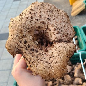 울진 진주농산 국내산 능이버섯 (생 냉동 건조 택1), 냉동500g, 1개