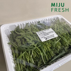 와일드루꼴라 500g, 1개