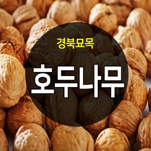 우수한 품종의 나무묘목 유실수 과실수 약용수 조경수 판매중, 1개
