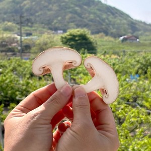 생표고버섯 1kg 실속형, 1개