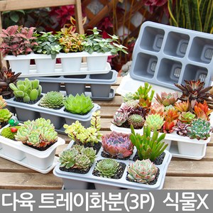 세인화분 다육 트레이 화분 3P - 잎꽂이, 3개, 6구 다육트레이(그레이)