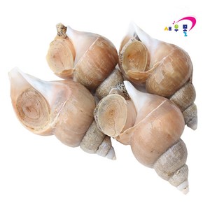 새우몰 국산 선동 백고동 10kg 중대혼합 백골뱅이