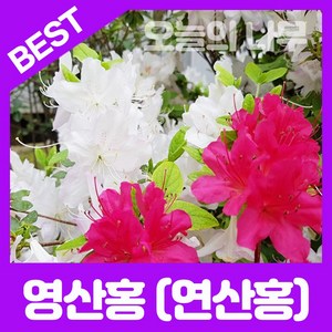 영산홍/연산홍/정원수용 철쭉나무묘목 (베니 자산홍 백철) 5주묶음 판매, 백철(흰 꽃)5주묶음, 1개