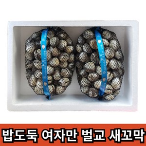 밥도독 여자만 벌교 새꼬막, 1개, 대10kg