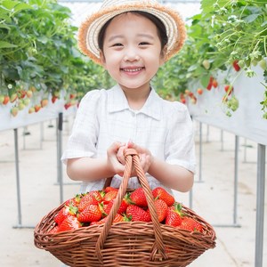 산지직송 제철 생딸기 설향딸기, 1박스, 1kg