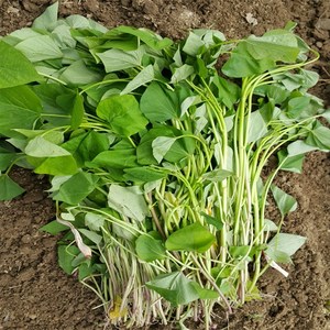 조은해남 꿀고구마 모종 1kg 5kg 10kg 20kg, 1개