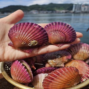 자체 세척하여 표면이 깨끗한 산지직송 제철 홍가리비 비단가리비, 1개, 2kg(60미 내외)