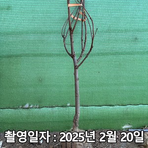착한가격 나무생각 / 감나무 / 차량단감 / 5년생 / 결실주, 1개