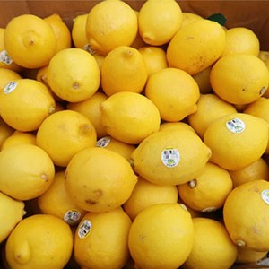 실속못난이 칠레 레몬, 1개, 15kg내외