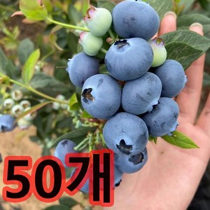 녹색생활관 블루베리씨앗50/100/200/400립 희귀씨앗, 50개