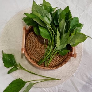 봄 향긋한 전북 완주 대둔산 취나물 500g 1kg 2kg 4kg 장아찌 밥반찬 당일손질[보냉팩 배송], 햇 취나물, 1개