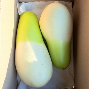 맛있는 제주 월동무 세척무, 2개