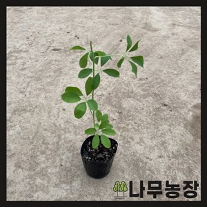 (나무농장) 백화으름(대과종) 포트, 1개