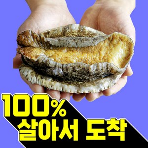 복다미 전복선물세트 특대 완도전복직거래, 11호, 1세트, 2kg